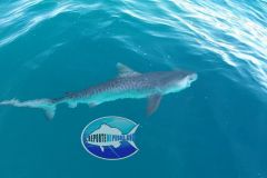 Tiger-Shark
