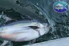 Tuna-Aleta-Azul