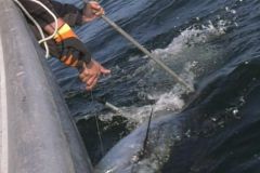 Tuna-Gigante