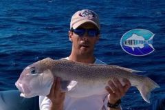 Golden-Tilefish
