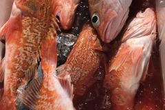 Rose-Fish