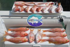 Snappers-1