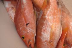 Snappers-2