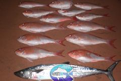 Vermilion-Snappers-1