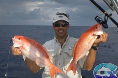 Vermilion-Snappers-2