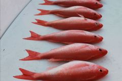 Vermilion-Snappers
