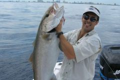 Amberjack-1