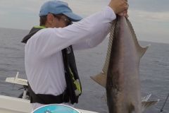 Amberjack-2