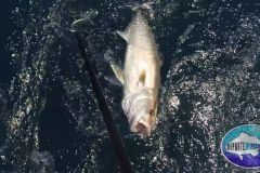 Amberjack-3