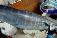 Wahoo-1