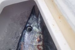 Wahoo-2