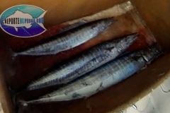 Wahoo-3