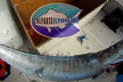 Wahoo-5