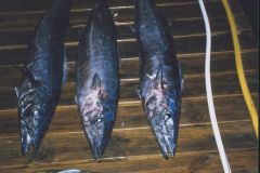 Wahoo-6