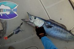 Wahoo-9