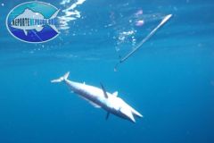 Wahoo-underwater
