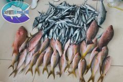 Bottom-Fishing