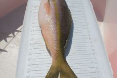 Flag-Yellowtail-1