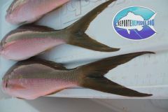 Flag-Yellowtails