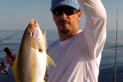 Yellowtail-Snapper-1
