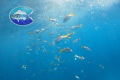 Yellowtail-Snapper