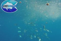 Yellowtail-Snappers-1