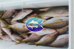 Yellowtail-Snappers-2