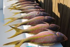 Yellowtail-Snappers-3