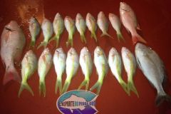 Yellowtail-Snappers-4