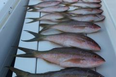 Yellowtail-Snappers-5