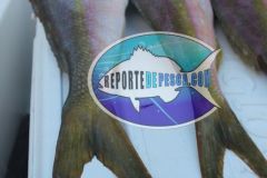 Yellowtail-Snappers-6