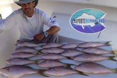 Yellowtail-Snappers-7