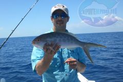 Yellowtail-Snappers-8