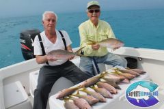 Yellowtail-Snappers