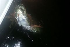 Tarpon-1