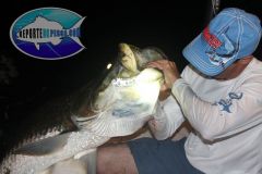 Tarpon-10