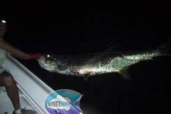 Tarpon-11