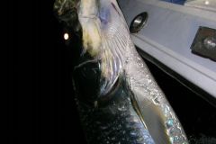 Tarpon-12
