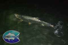 Tarpon-13
