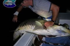 Tarpon-15