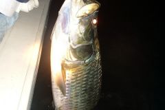 Tarpon-19