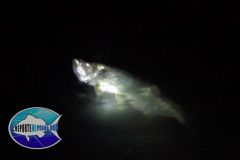 Tarpon-2