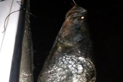 Tarpon-21