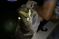 Tarpon-3