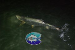 Tarpon-5