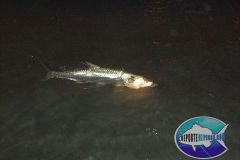 Tarpon-6