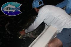 Tarpon-7