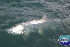 Tarpon