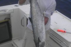 Kingfish-1
