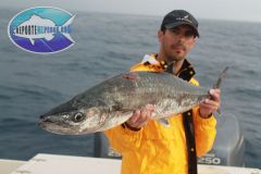 Kingfish-2